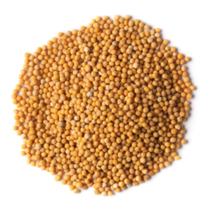 Sarso (Mustard Seeds)